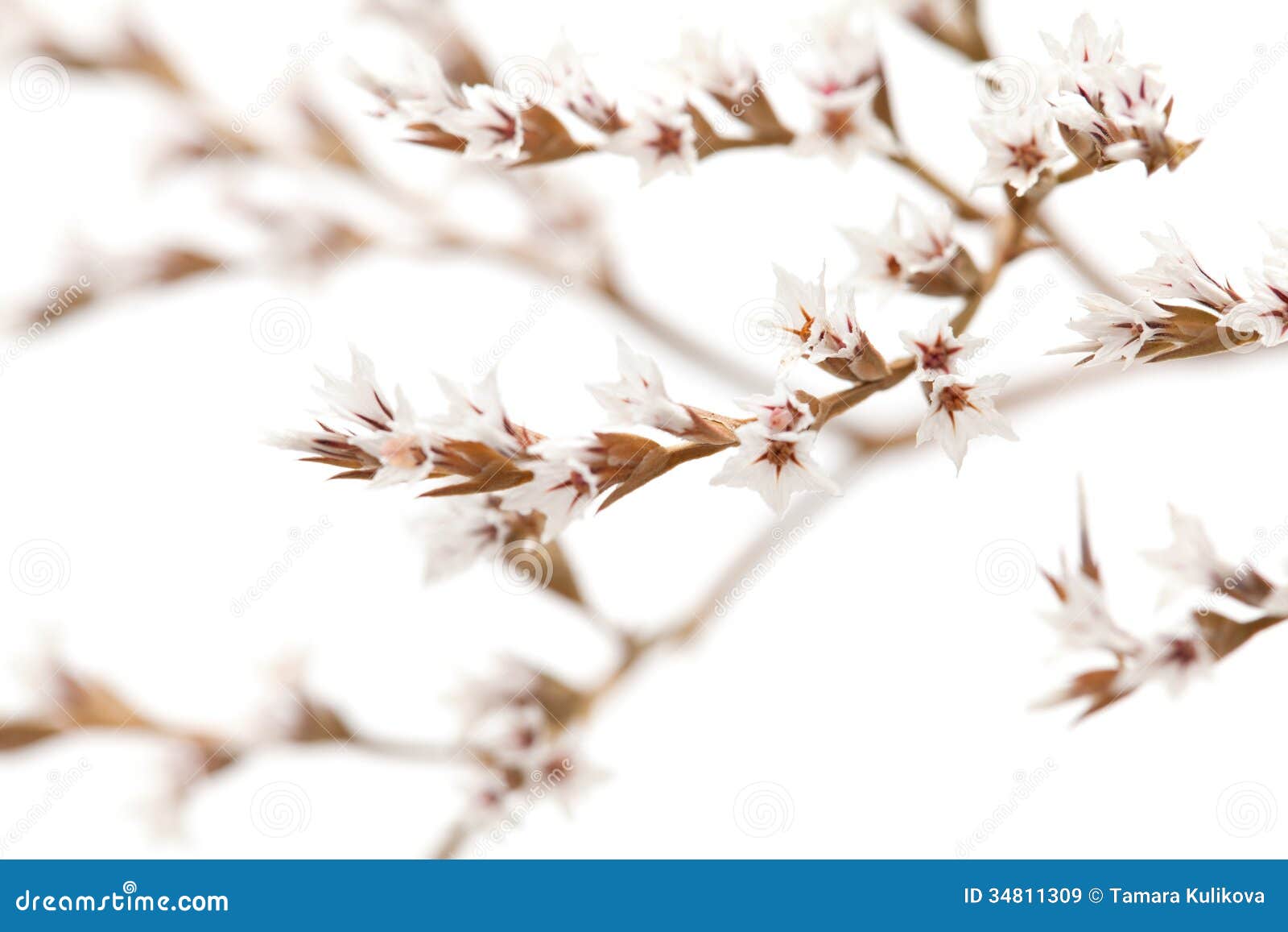 white limonium flowers 