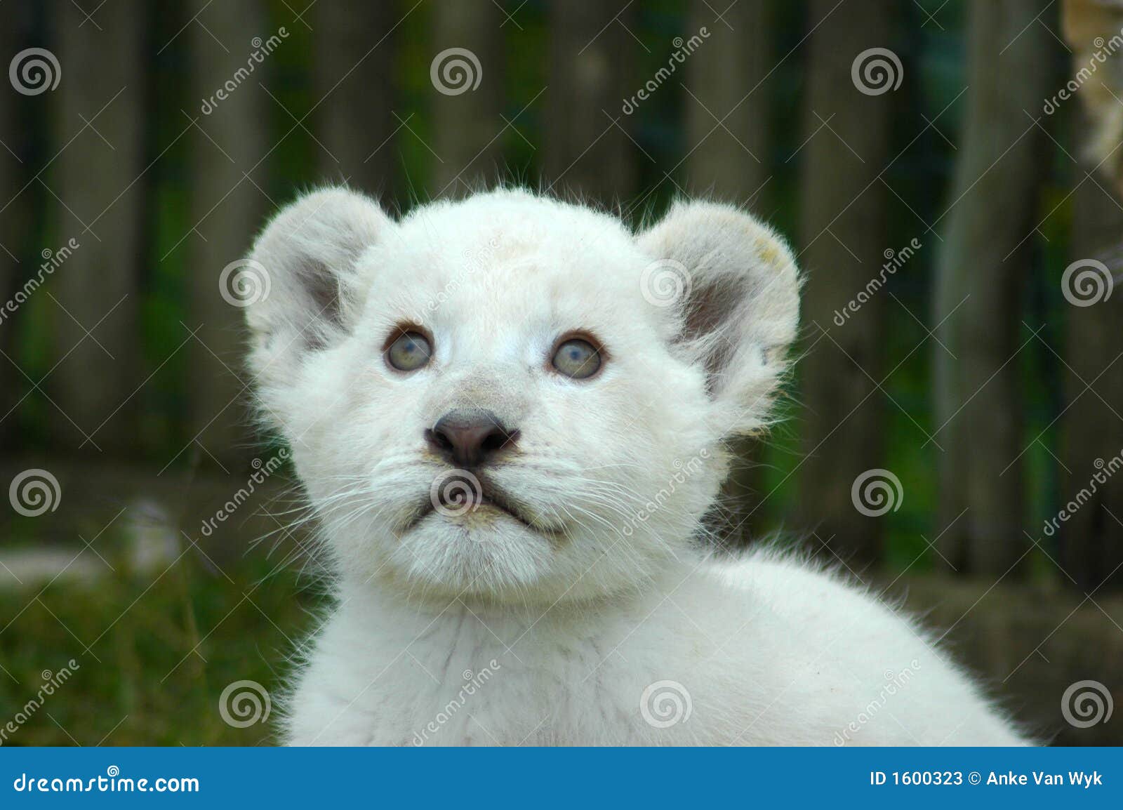 White lion cub stock image. Image of babies, drive, breed 1600323