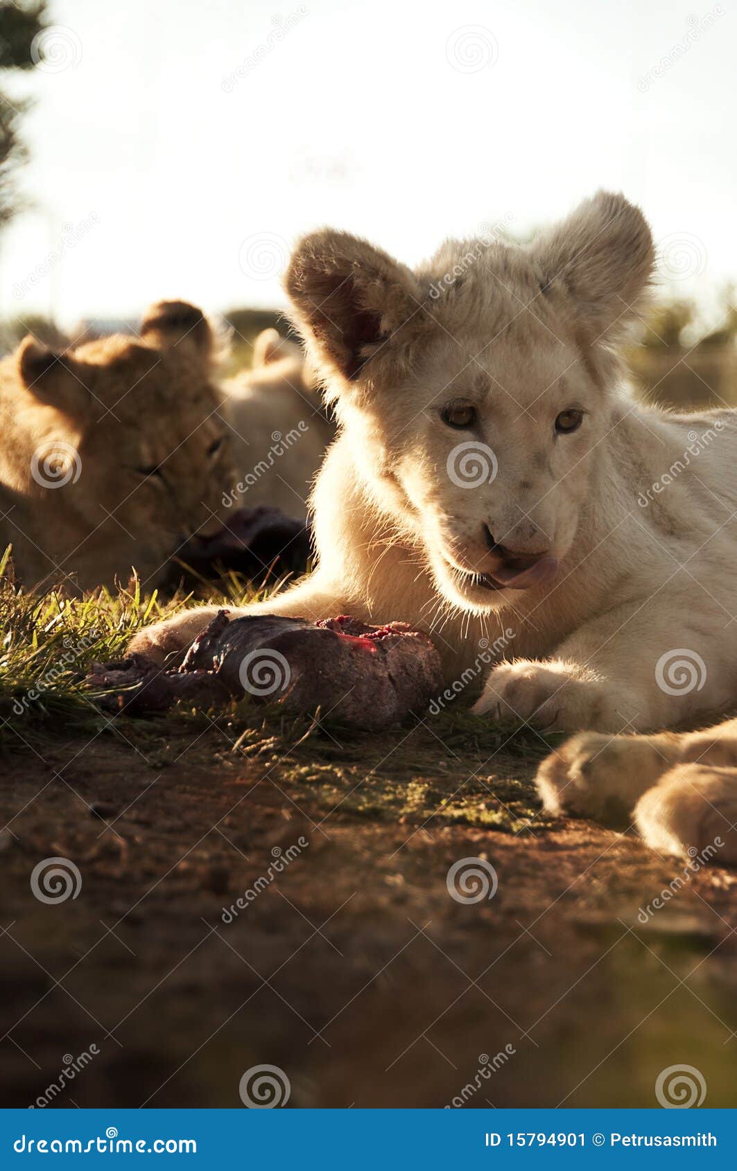 White lion cub eating meat stock image. Image of meat 15794901