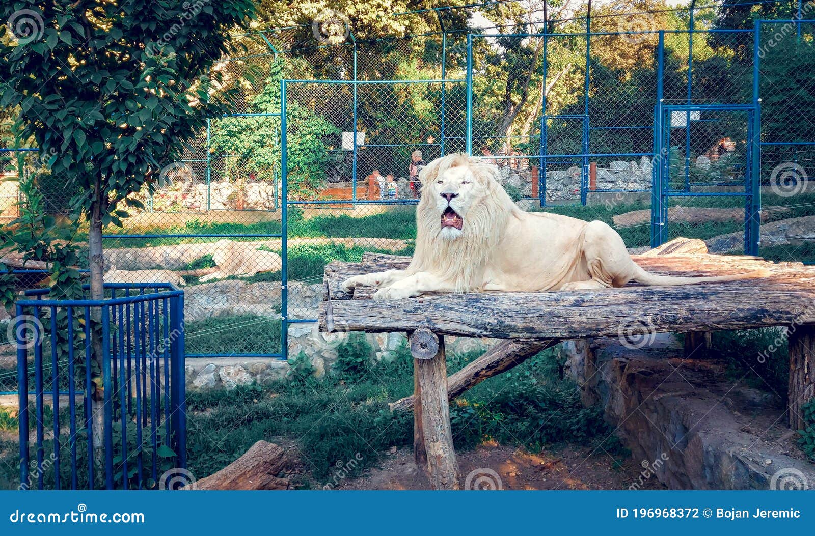 lie down with lions lie down with lions
