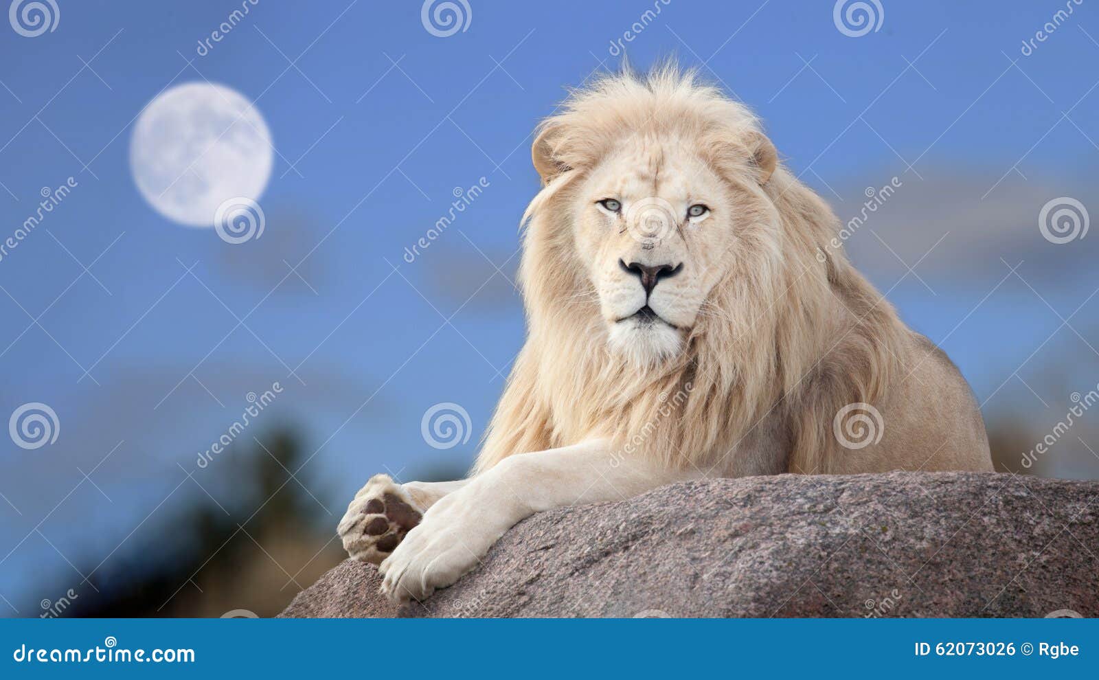 white lion