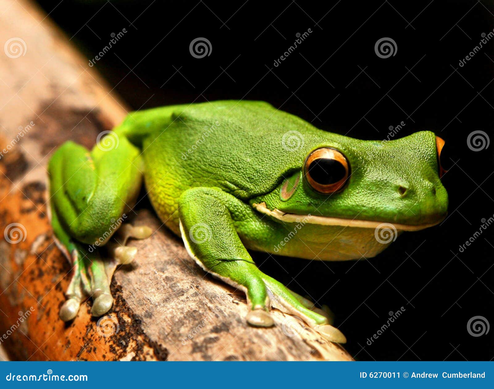 white lipped green frog