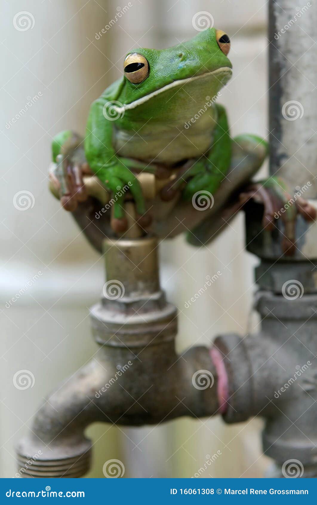 white-lipped tree frog on faucet