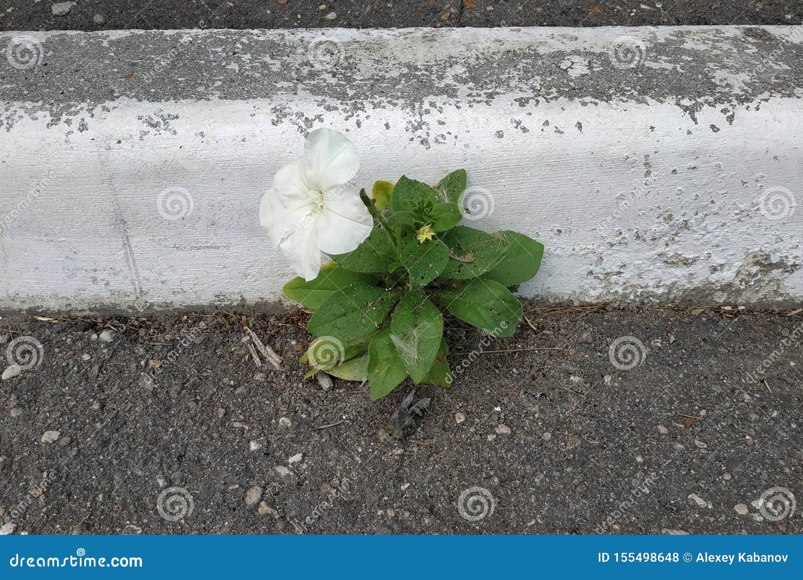 White Little Flower Growing through Concrete Floor. Stock Photo Image