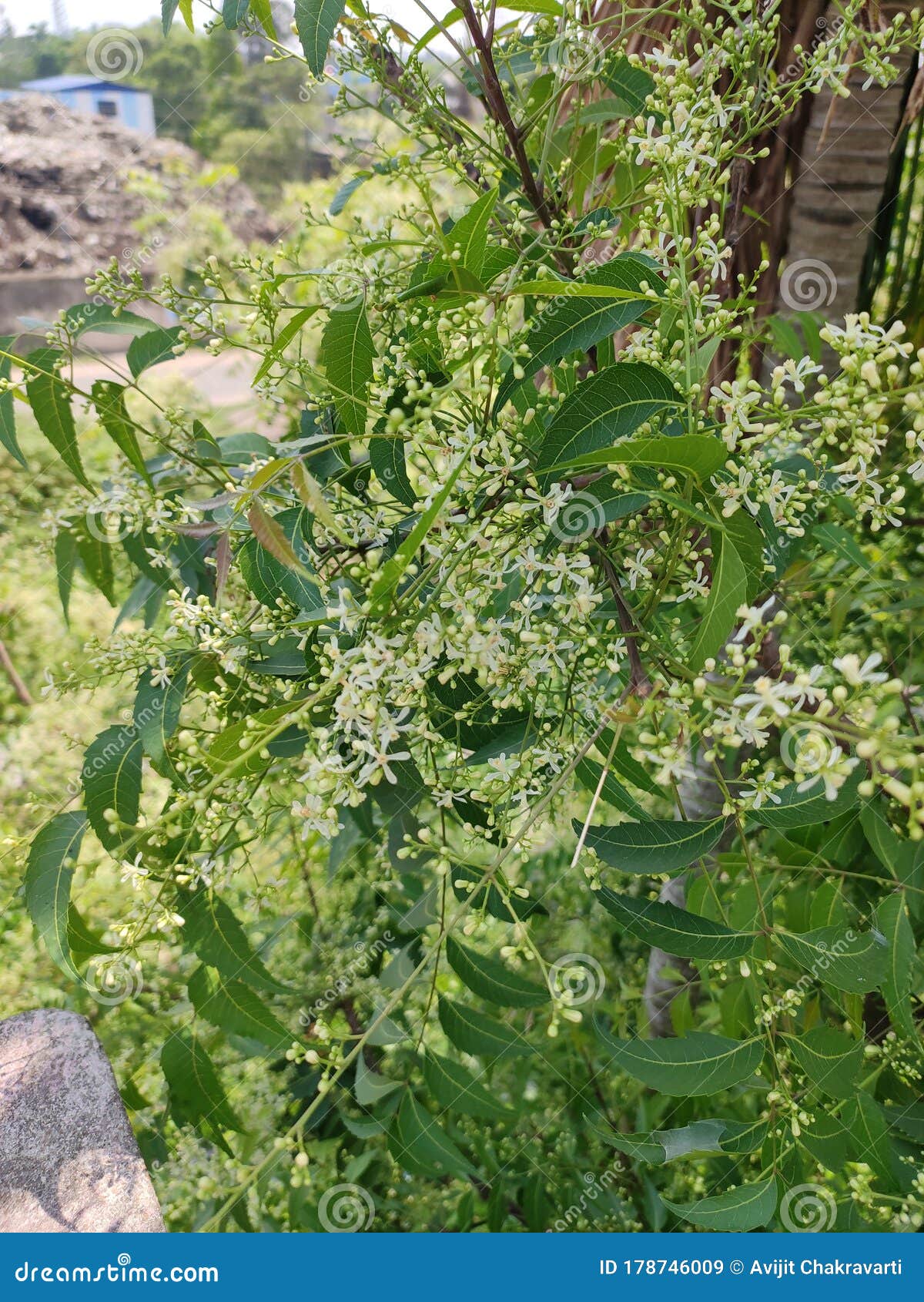 White Little Flowers of a Neem Tree Stock Image Image of plant, neem