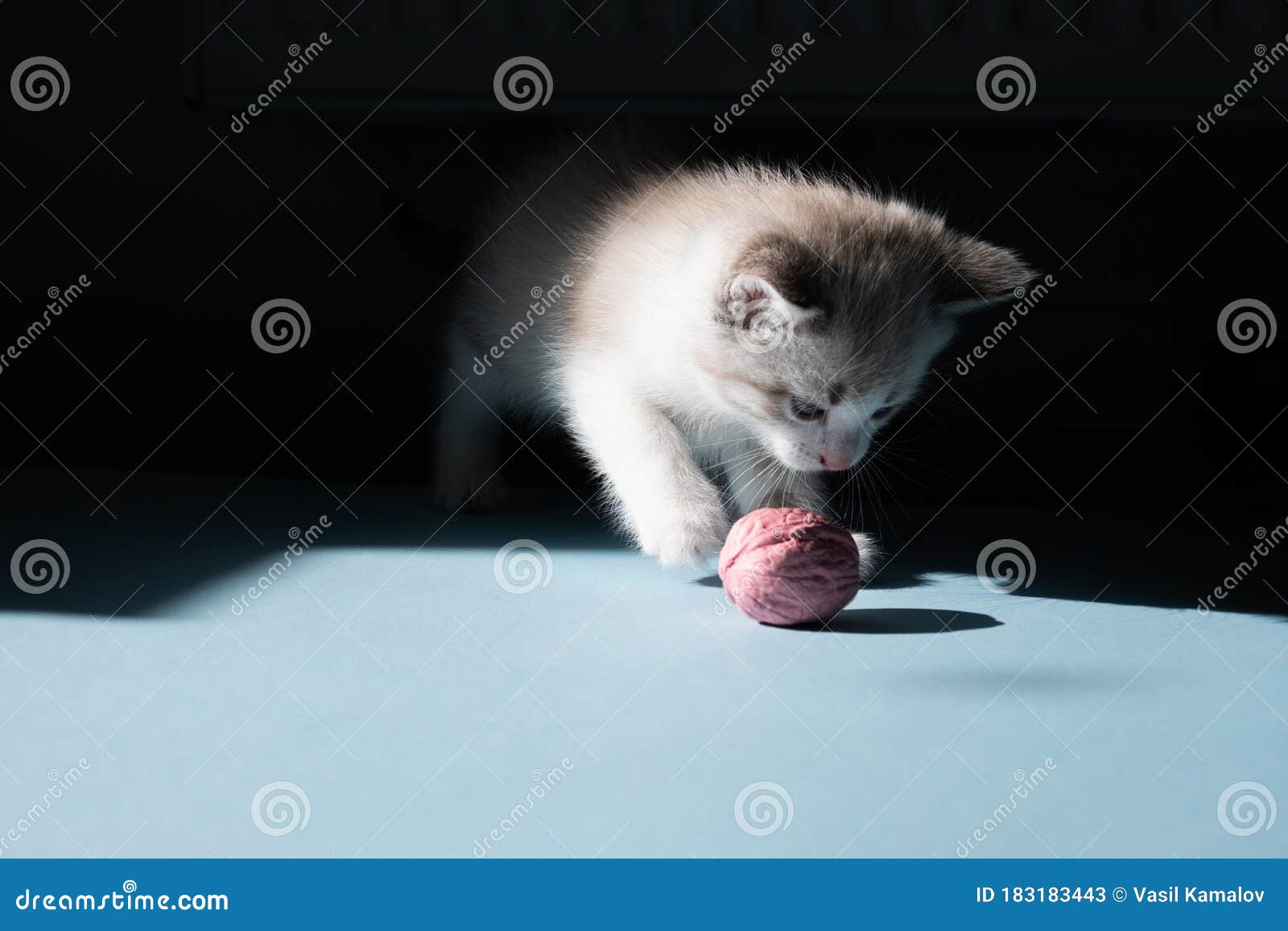 white little luminous kitten sadly looks longingly at a toy
