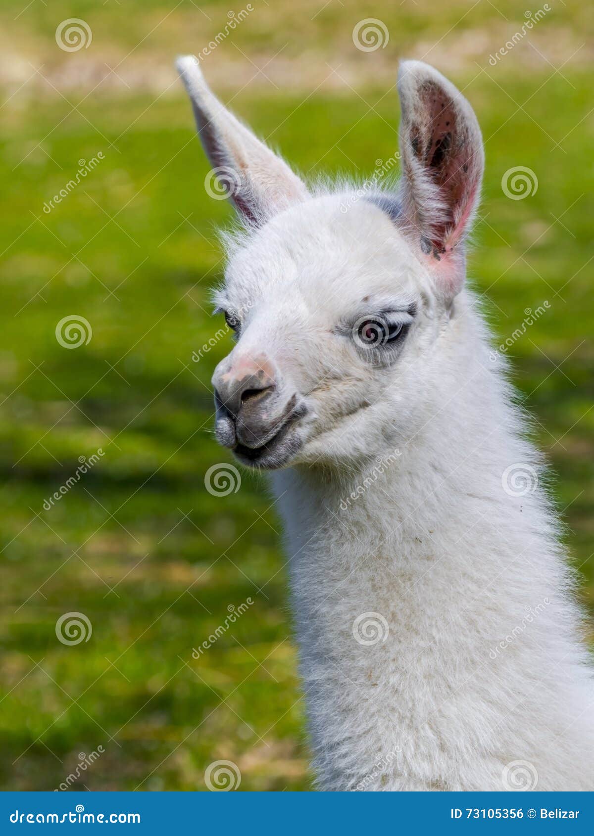 white llama cria