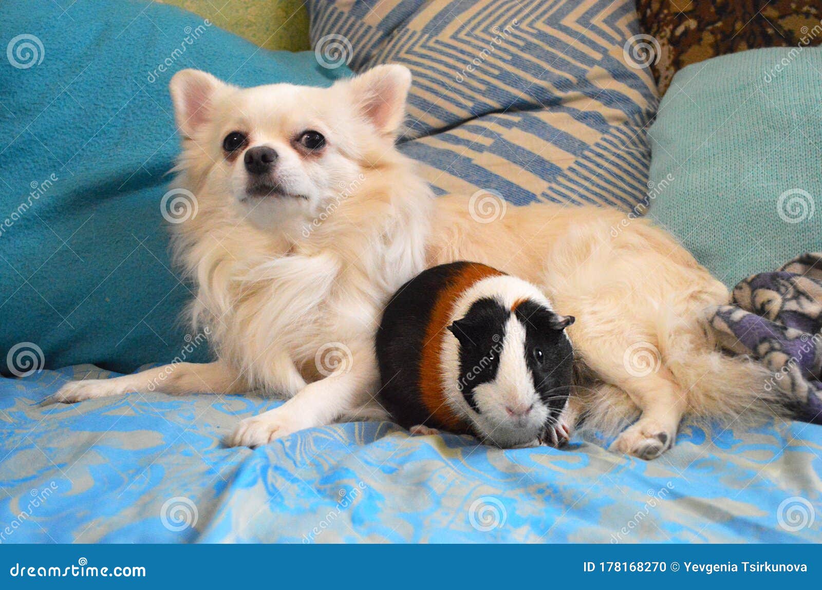 tricolor long haired chihuahua