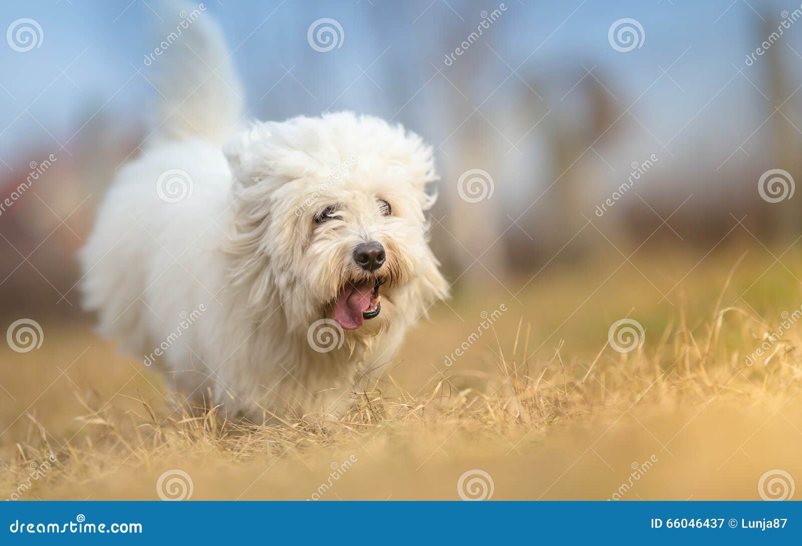 White Long Haired Dog in Run Stock Image Image of faithful, coton