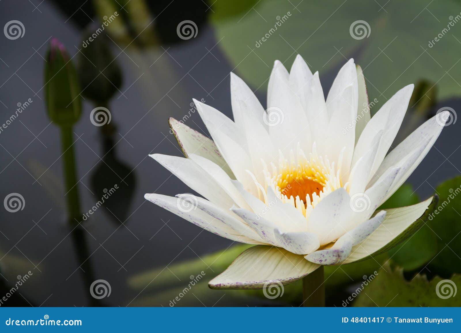 White lotus flower stock image. Image of beautiful, flowers 48401417