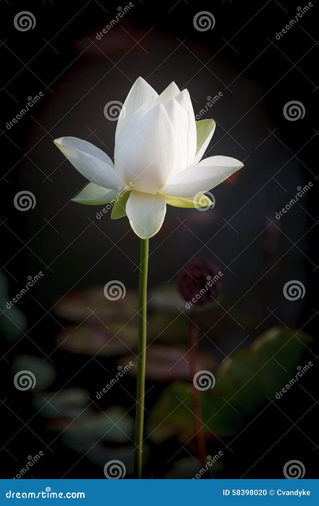 white lotus flower carroll creek frederick maryland