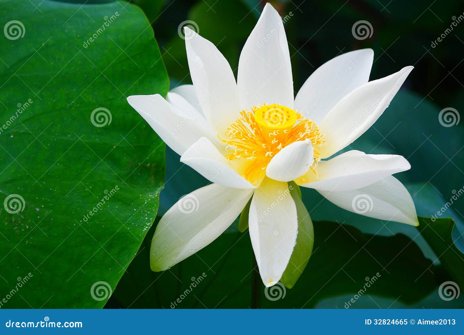 White Lotus Flower stock image. Image of growth, bloom 32824665