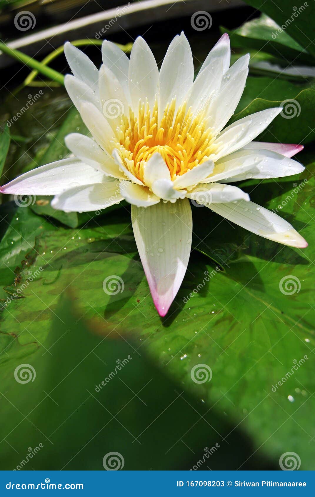 White Lotus Flower This Color Lotus Is Known To Symbolize