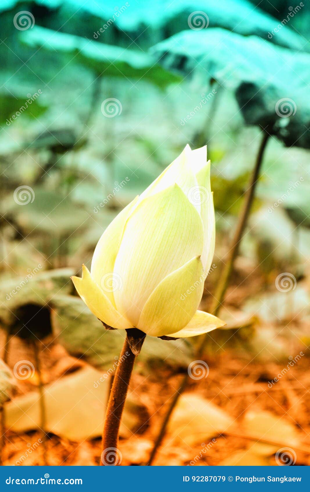 White Lotus Flower Filter Efect Stock Image Image of blooming
