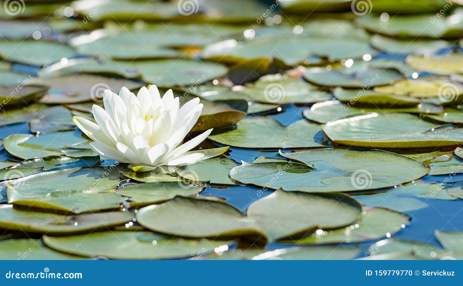 white lotus flower and lush foliage in natural lake