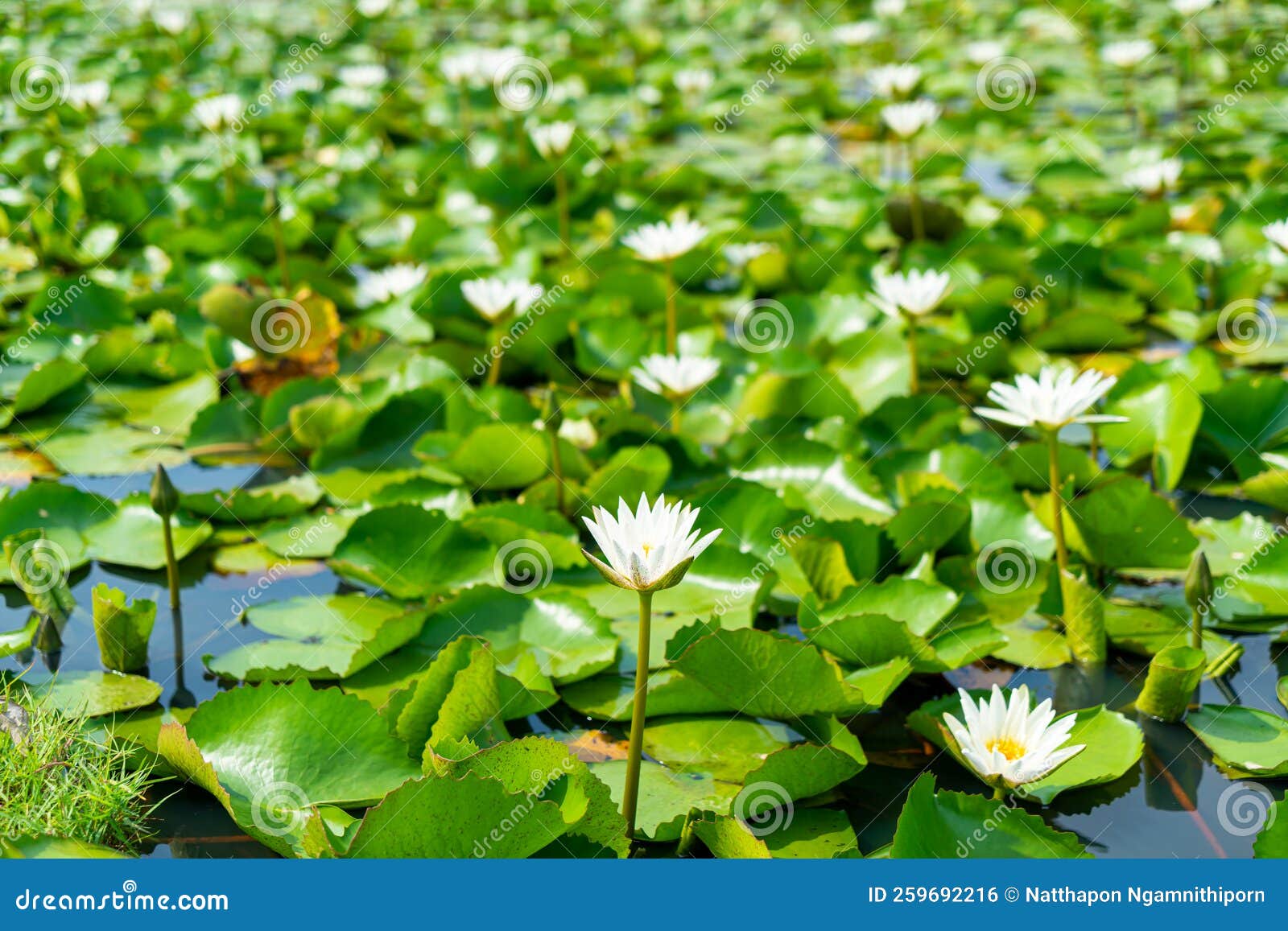 White Lotus Flower in Lotus Pond Stock Photo Image of pond, garden