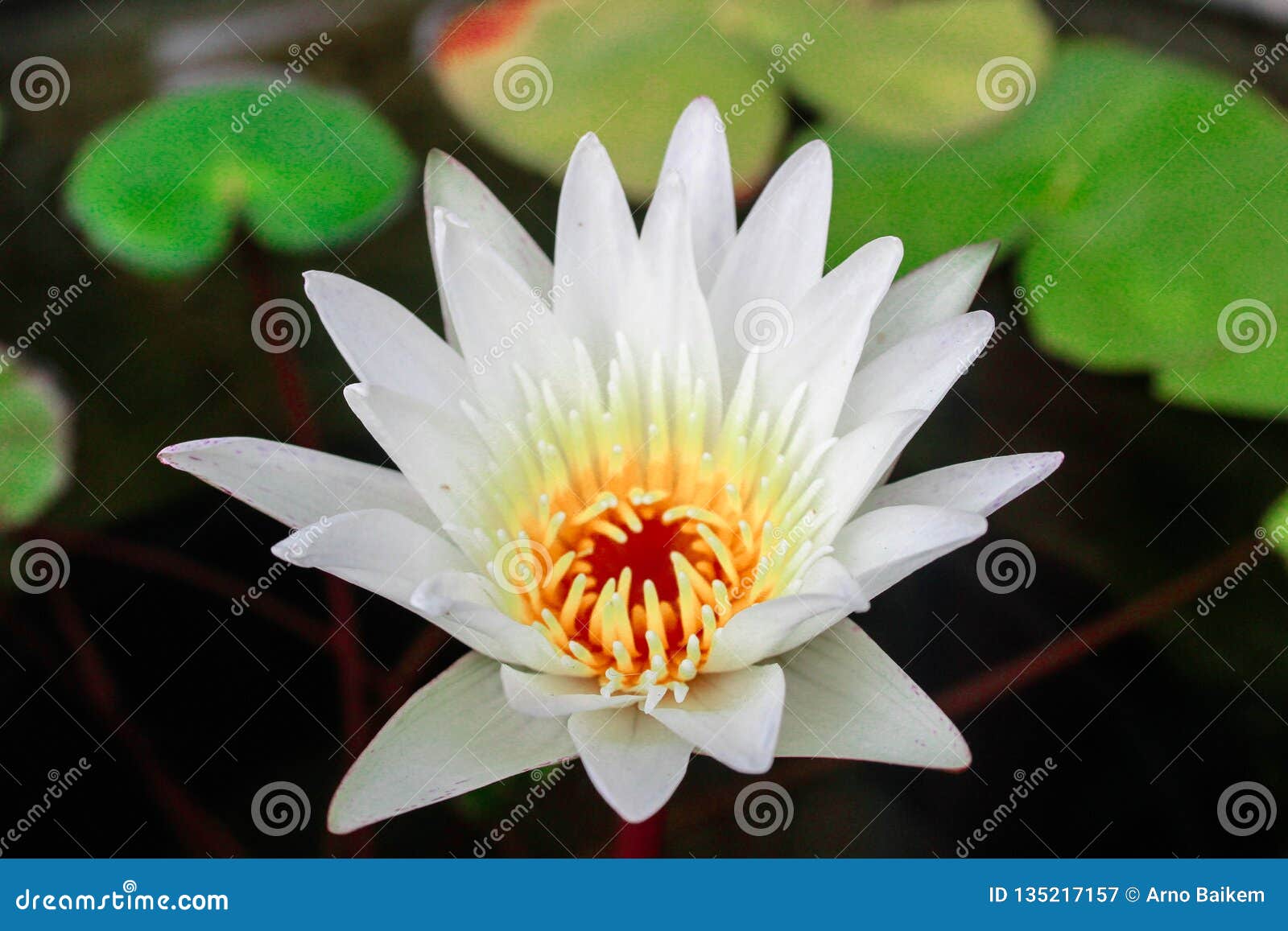 White Lotus Flowers are Blooming Stock Image Image of lily, isolated 135217157