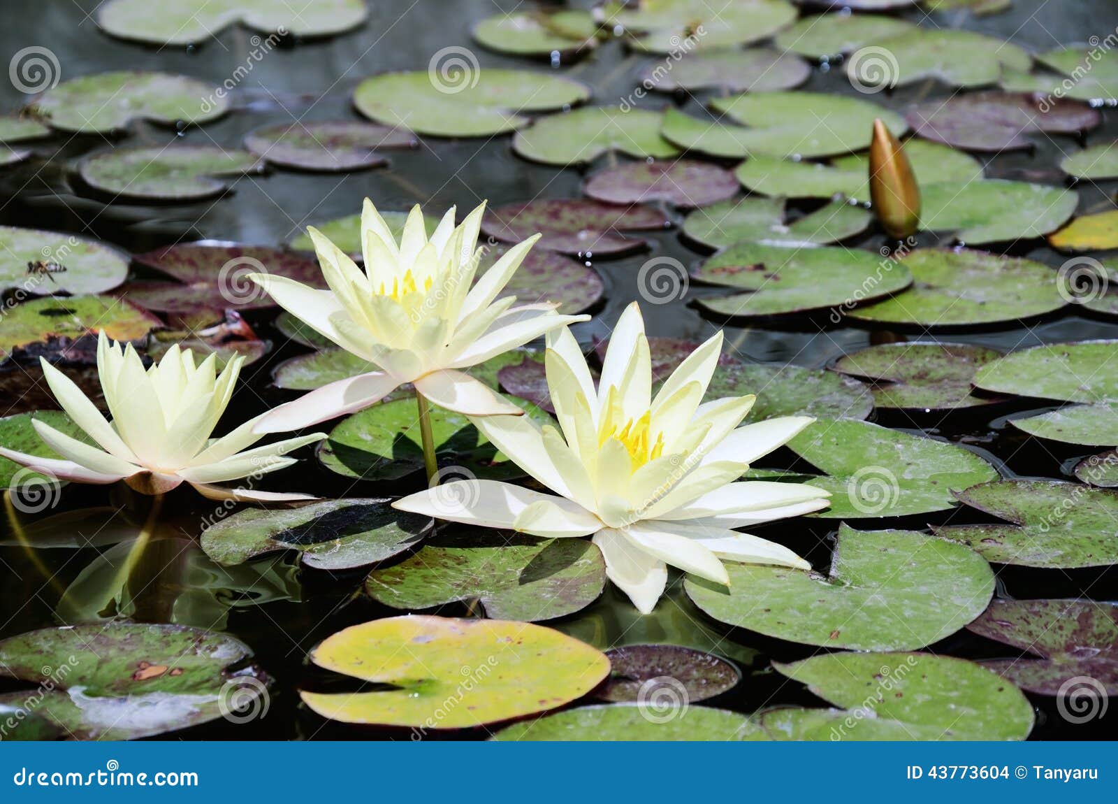 White Lotus Flowers in the Pond Stock Photo Image of climate, blossom