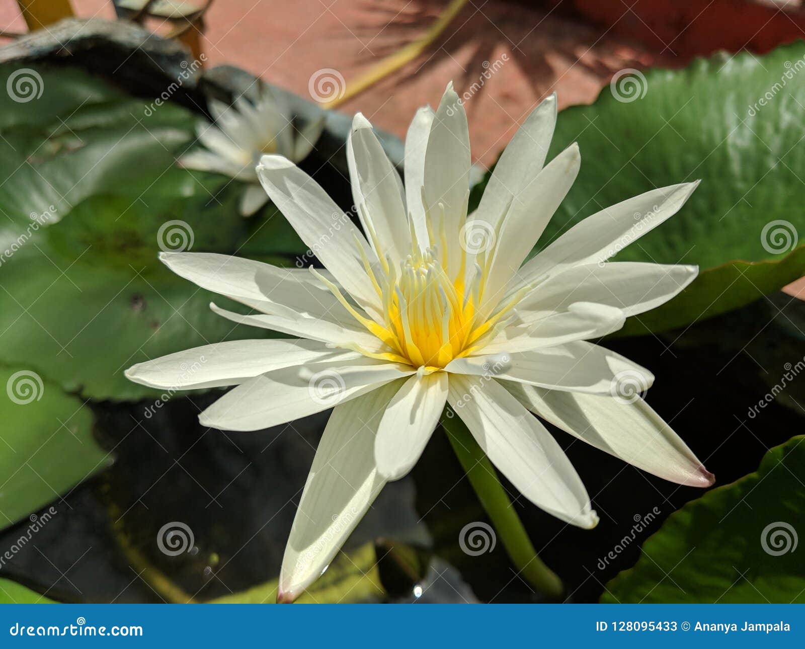 Lotus love stock image. Image of love, white, still 128095433