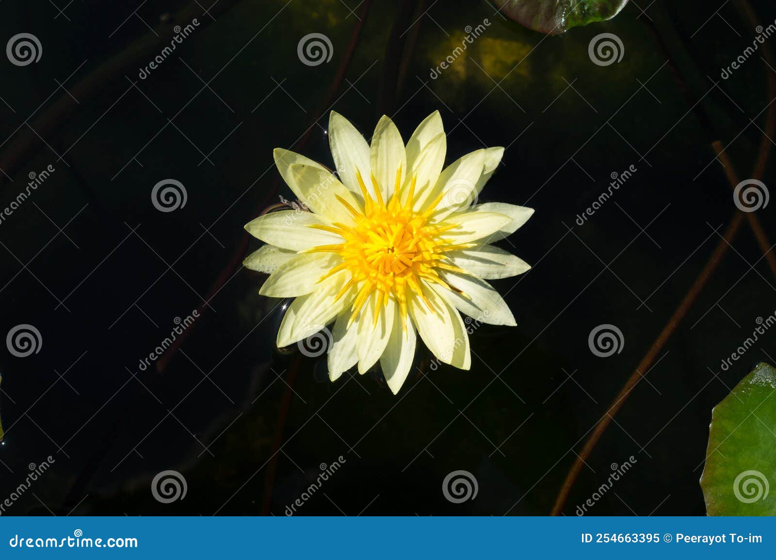 White Lotus on Water Surface Stock Image Image of lotos, bloom 254663395