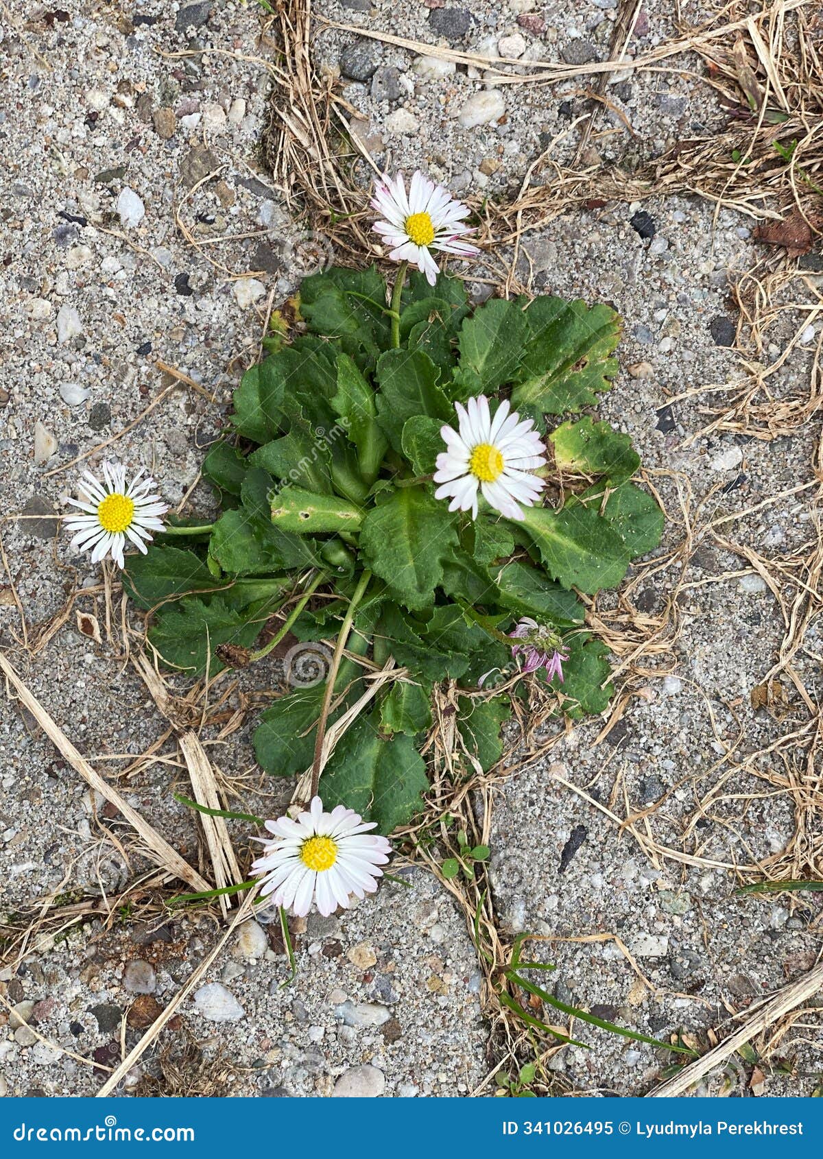 white low-growing daisy, bÃ©llis perÃ©nnis - perennial plant on a sunny day