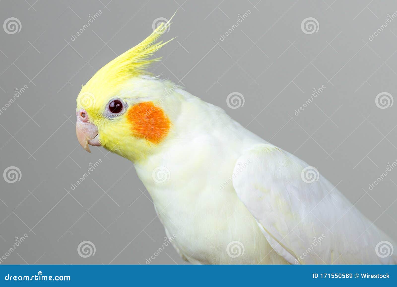 White Lutino Cockatiel Against A Grey Background Stock Image Image Of Bird Away 171550589,Italian Beans And Greens