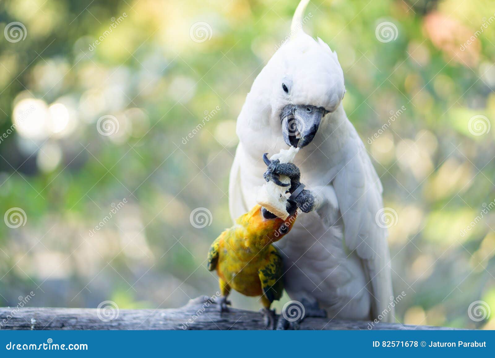 White macaw and parrot stock photo. Image of color, wildlife 82571678