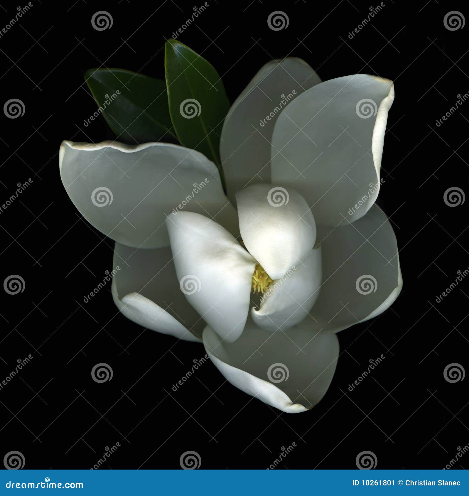 white magnolia blossom