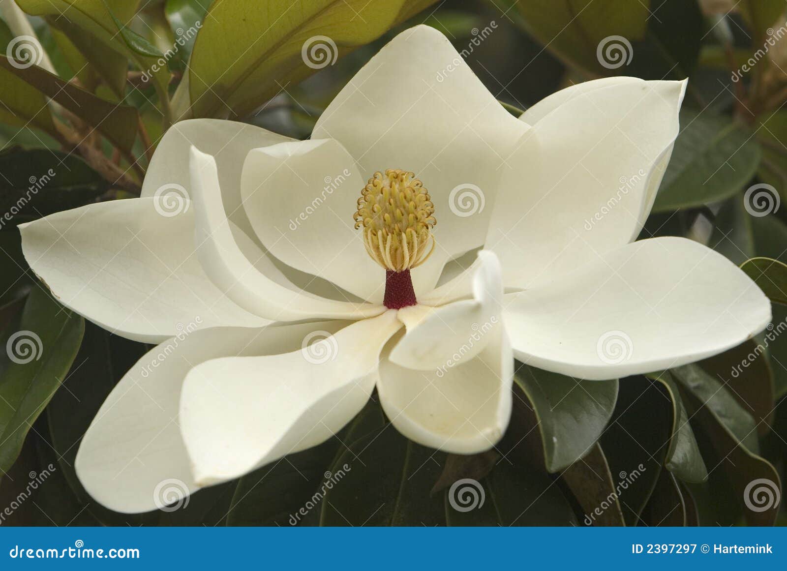 white magnolia blossom
