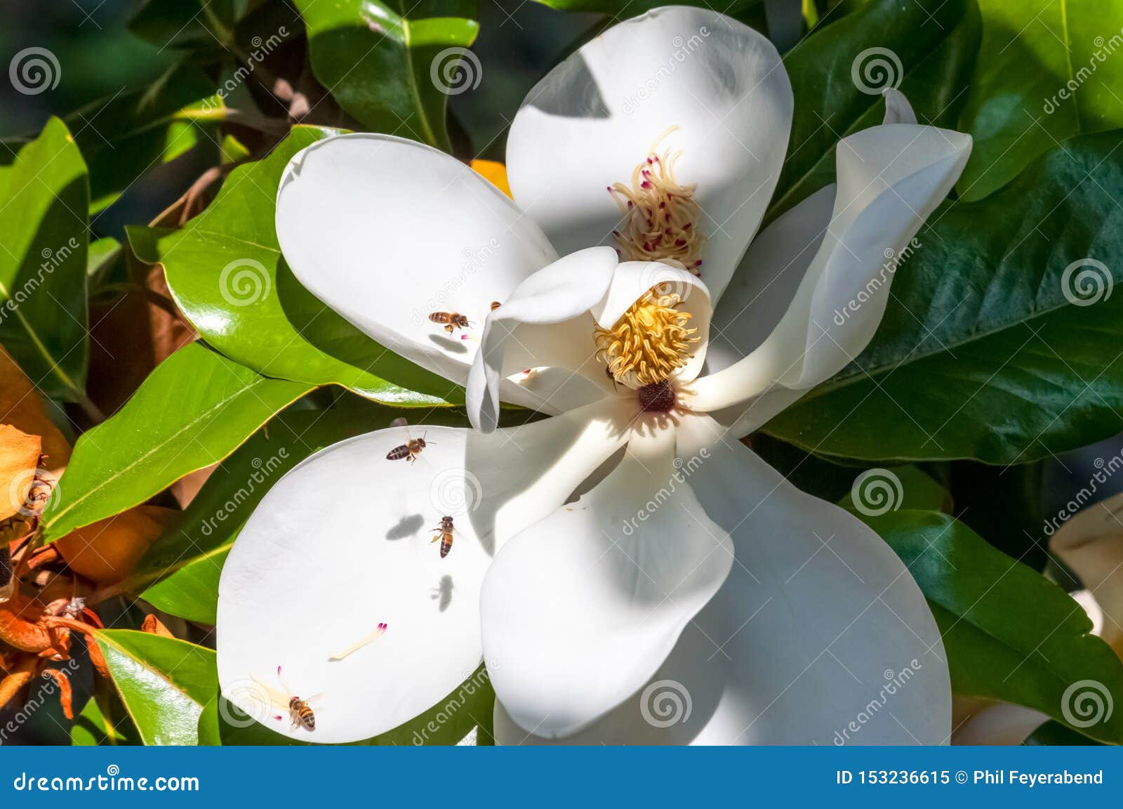 White Magnolia Flower and Bees Closeup in a Tree Stock Image Image of