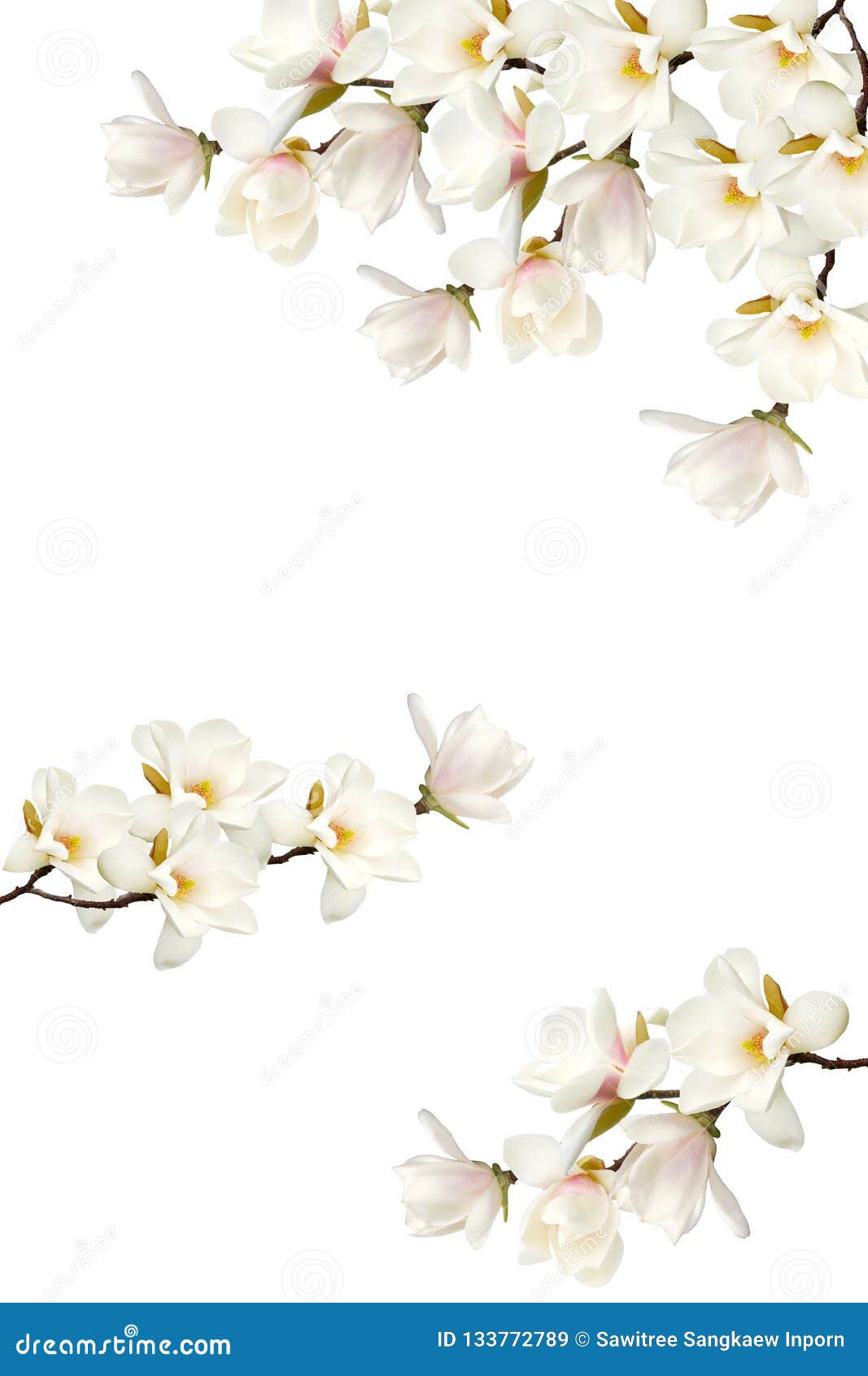 White Magnolia Flower Bouquet on White Background. Stock Image - Image ...