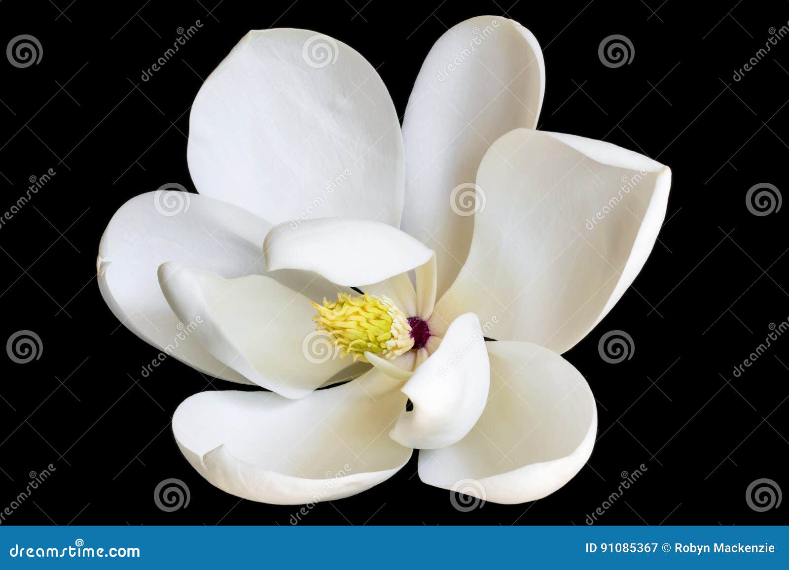 white magnolia flower  on black