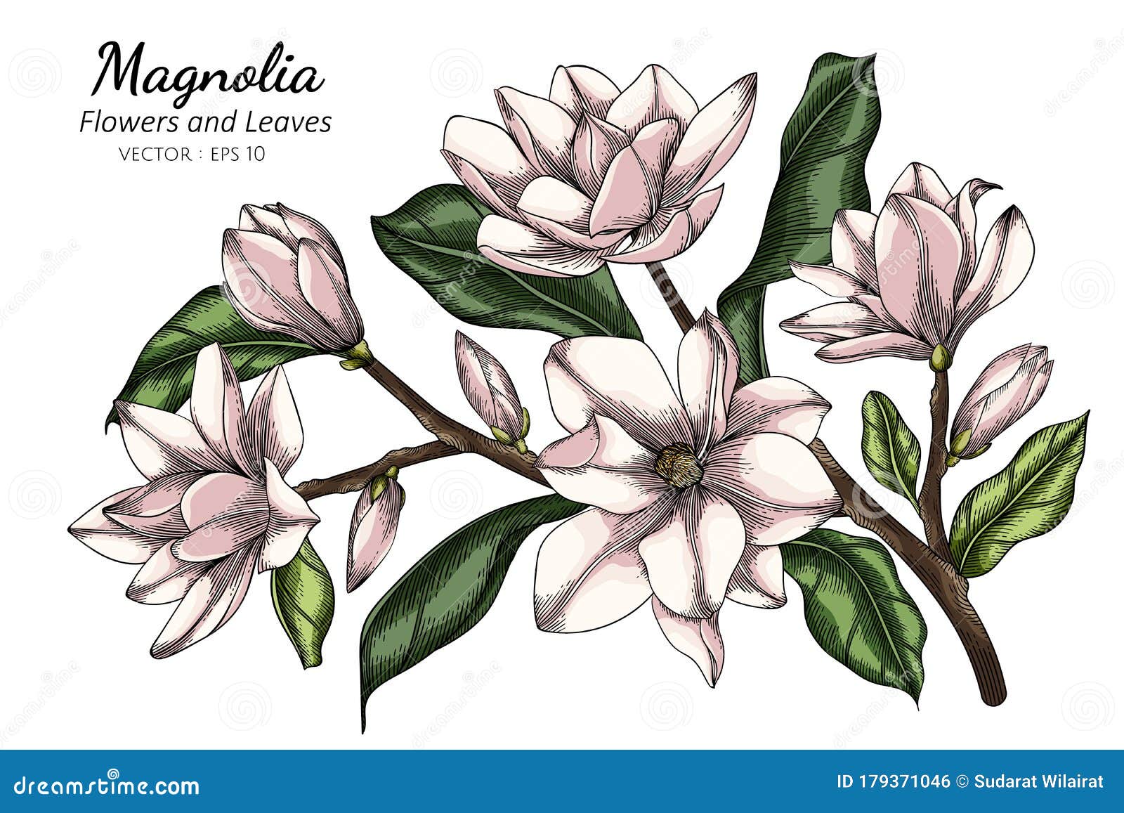 White Dogwood Flower Leaf Drawing Illustration Line Art White Backgrounds  Stock Vector by ©suwi19 402347274