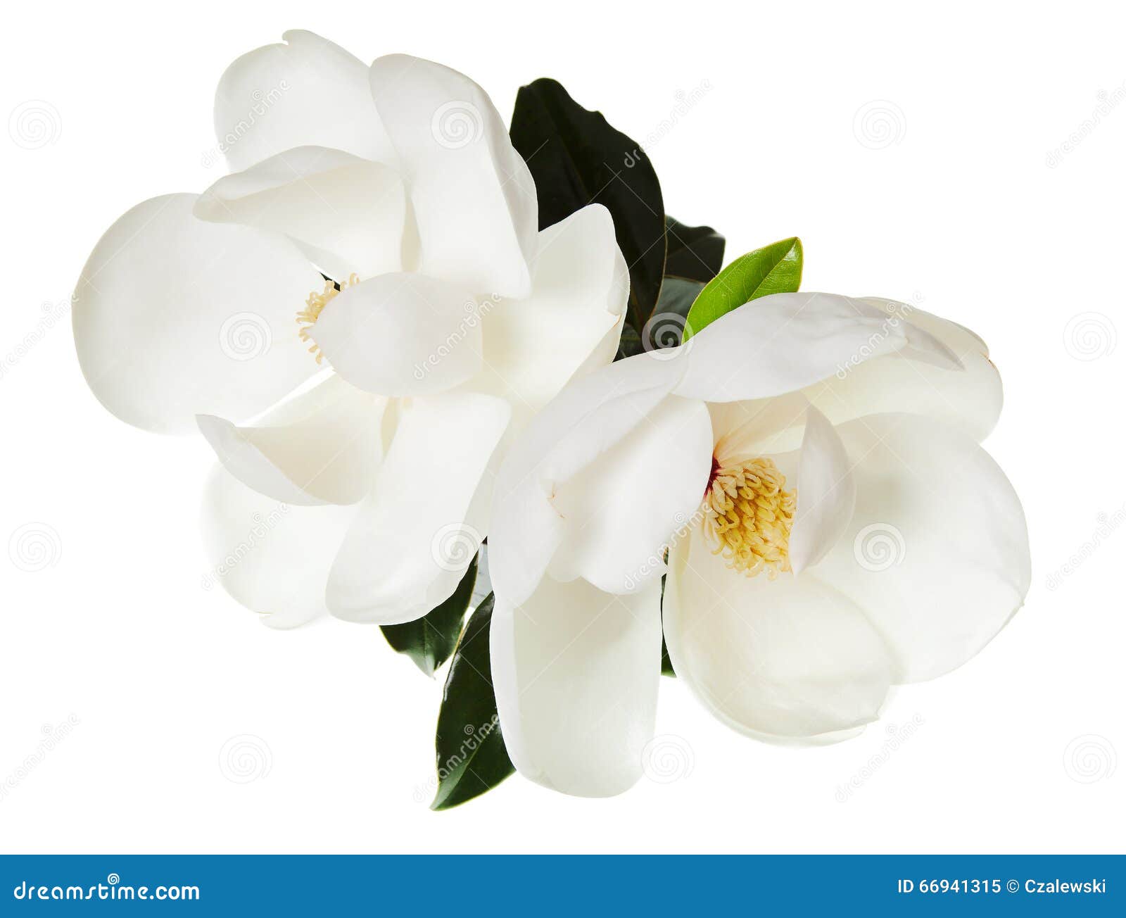 white magnolia flower magnolias floral tree