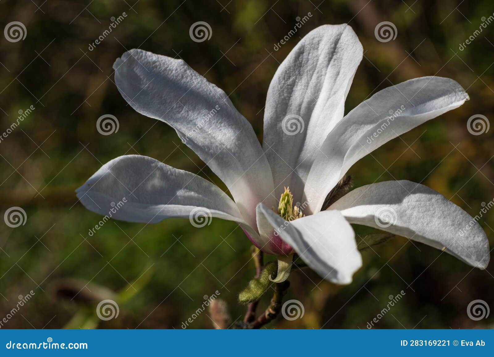 white magnolia flower in penumbra and green mottled background