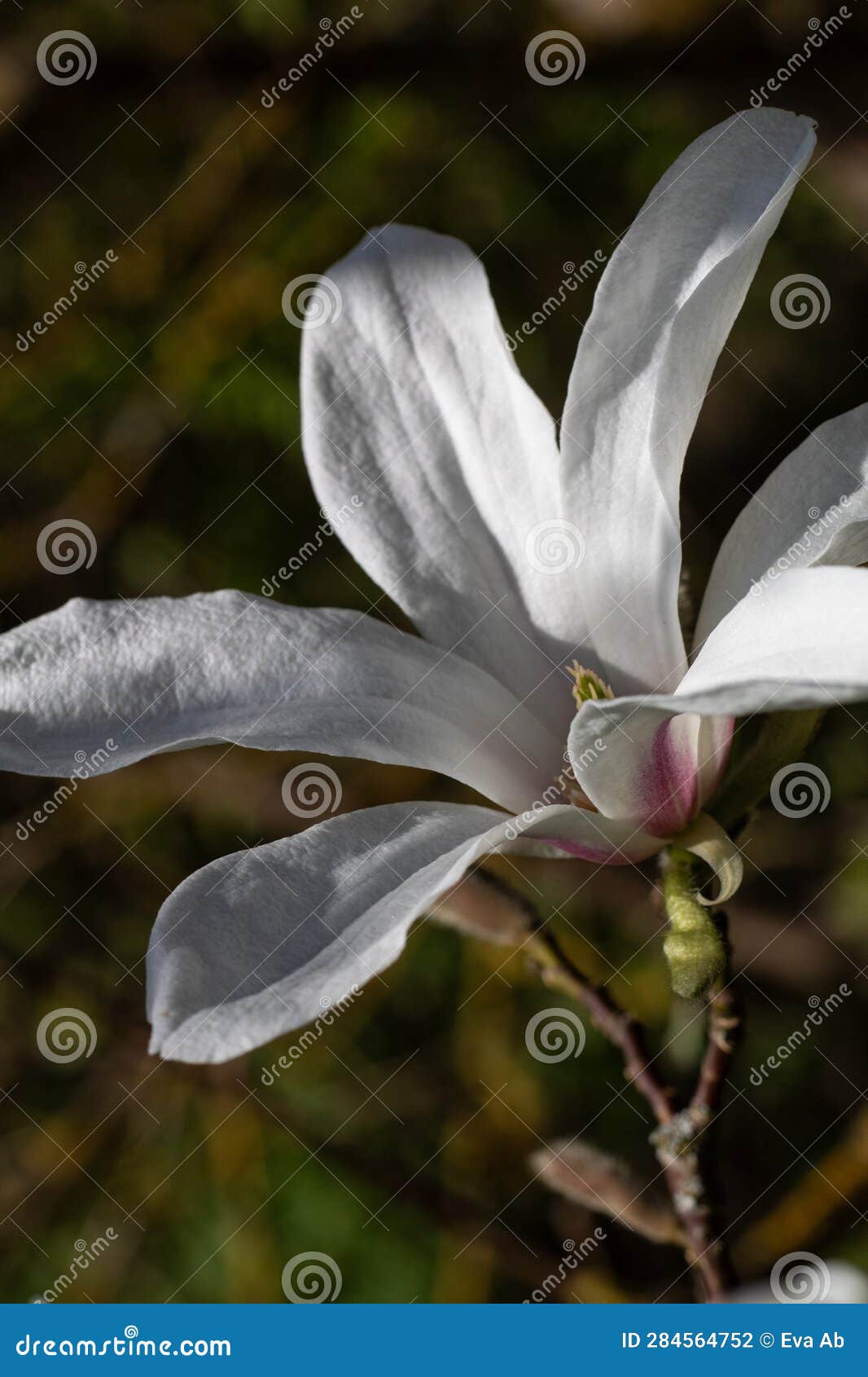 white magnolia flower in penumbra and green mottled background. vertical photo