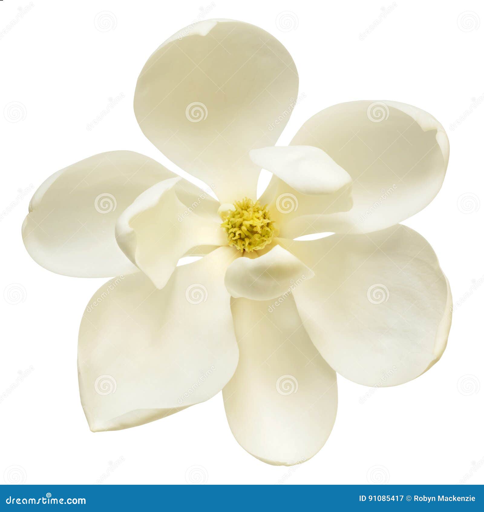 white magnolia flower top view 