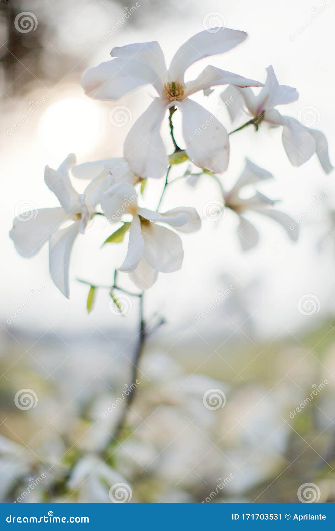 White Magnolia Flower on Magnolia Tree, Close Up Branch Stock Image