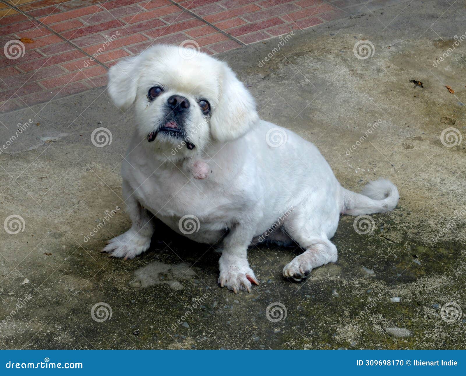 white male dog pekingese breed, it's 15 year olds , thailand.