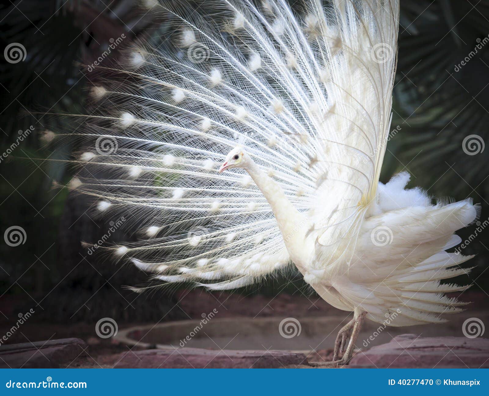 white male indian peacock with beautiful fan tail plumage feather showing for breeding to female