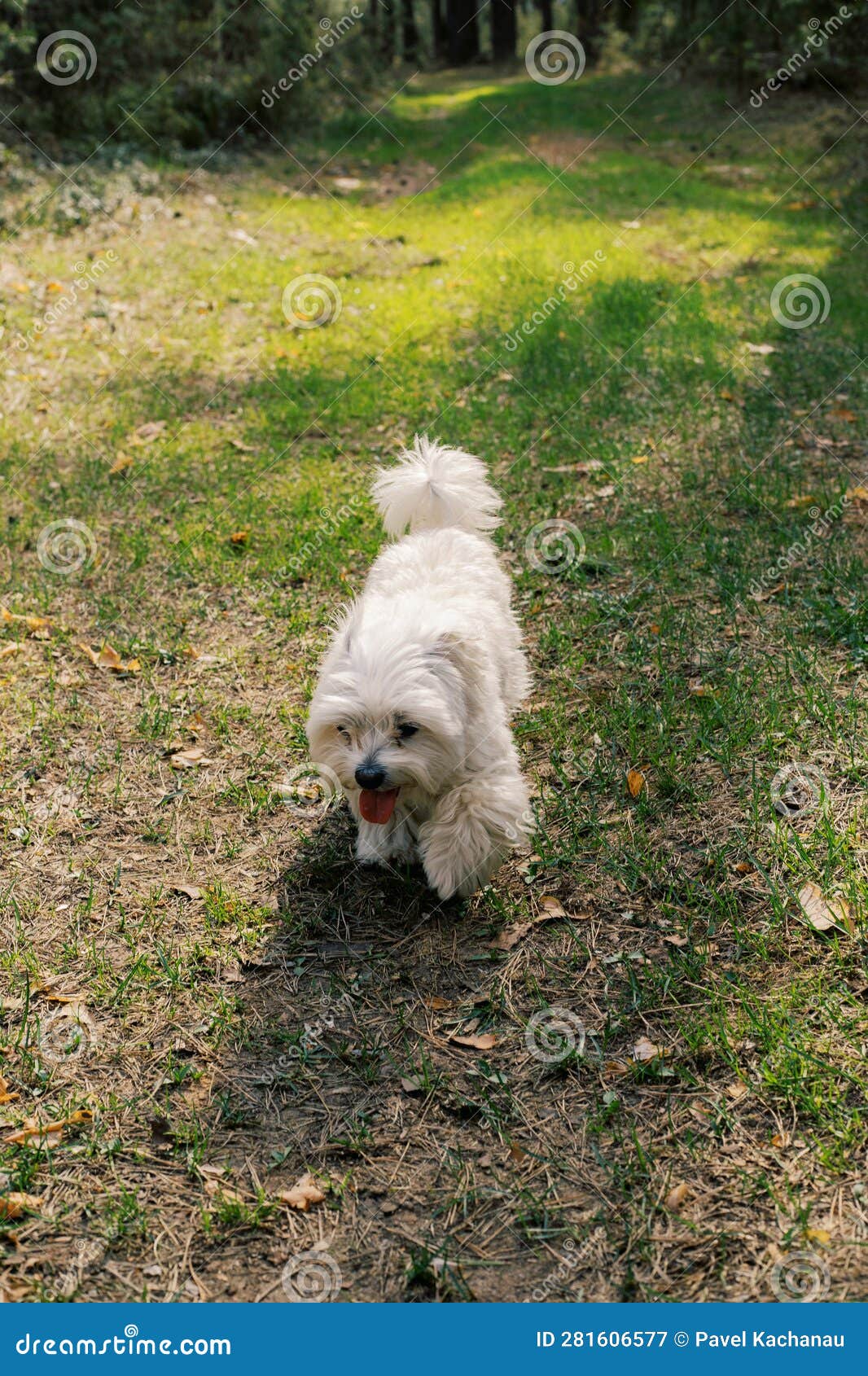White Maltese Dog Walking Along the Forest Path in Spring Stock Image