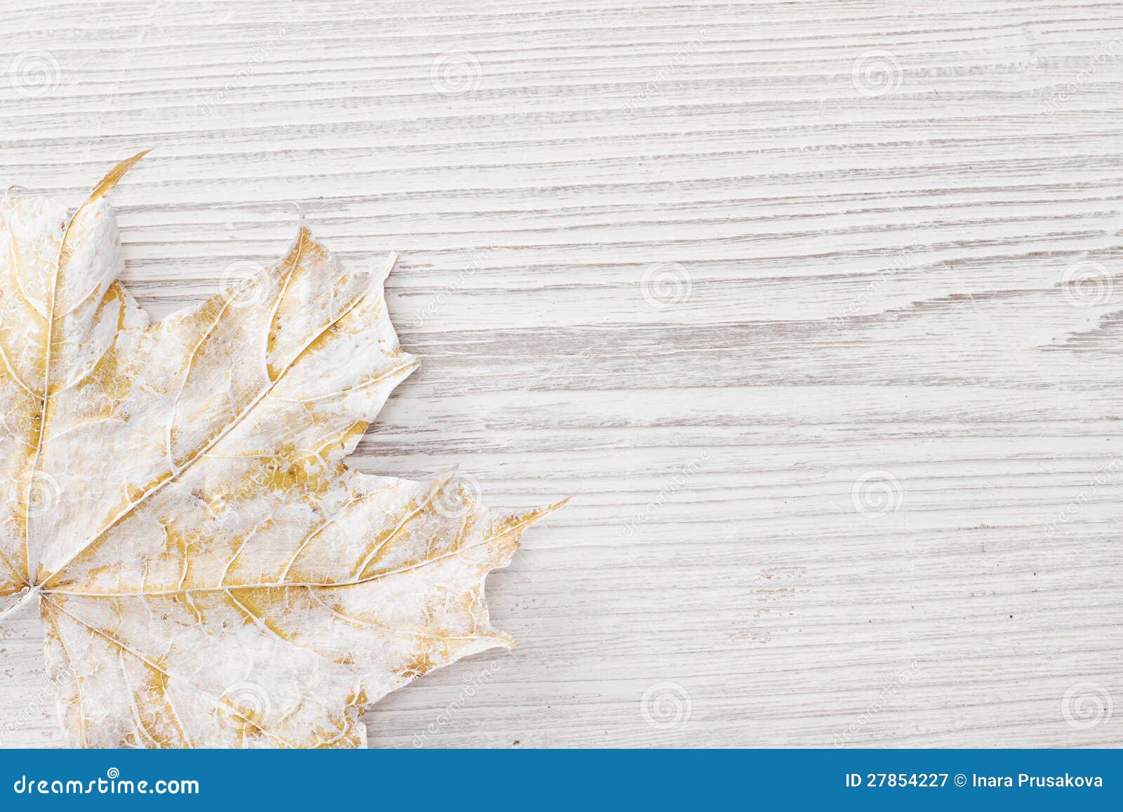 White Maple Leaf, Wooden Background Royalty Free Stock Photography