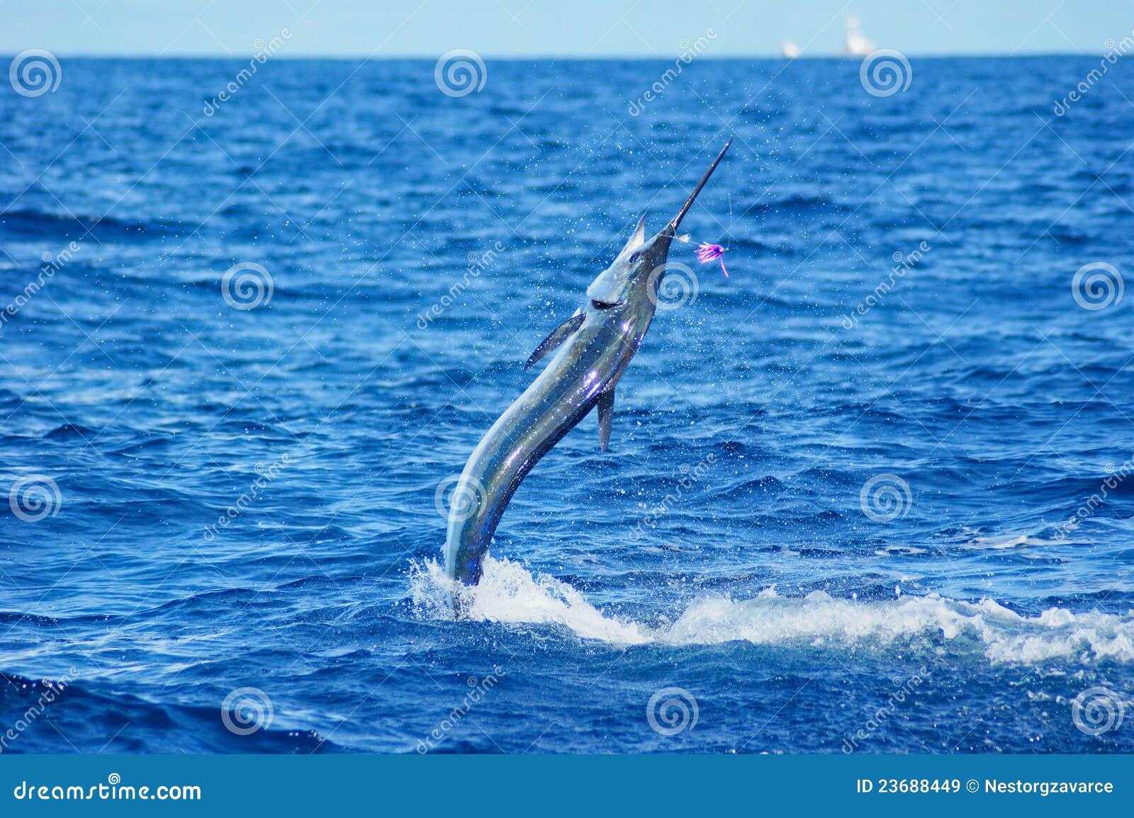 White Marlin jumping stock image. Image of sport, jump 23688449