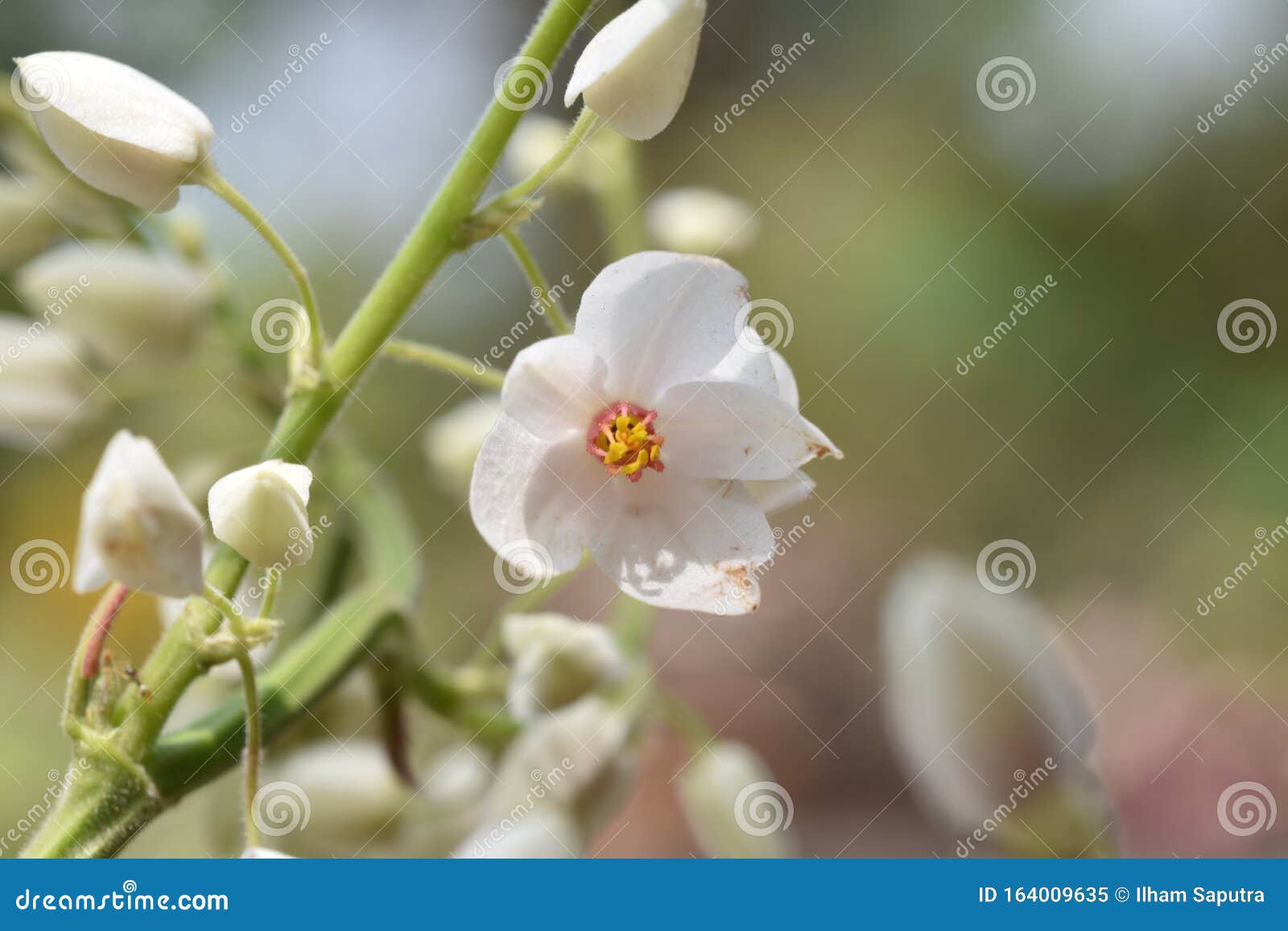 White Mexican Creeper Coral Vine Flower Stock Image Image Of Love Coralita 164009635