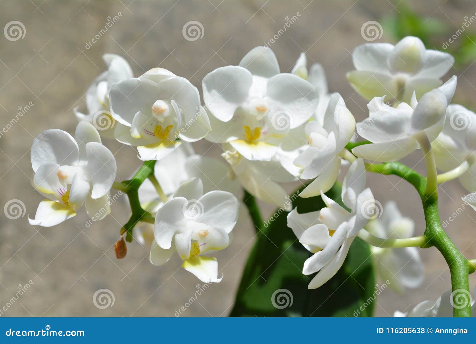 White Mini Orchid Phalaenopsis Stock Photo - Image of macro, beginning:  116205638