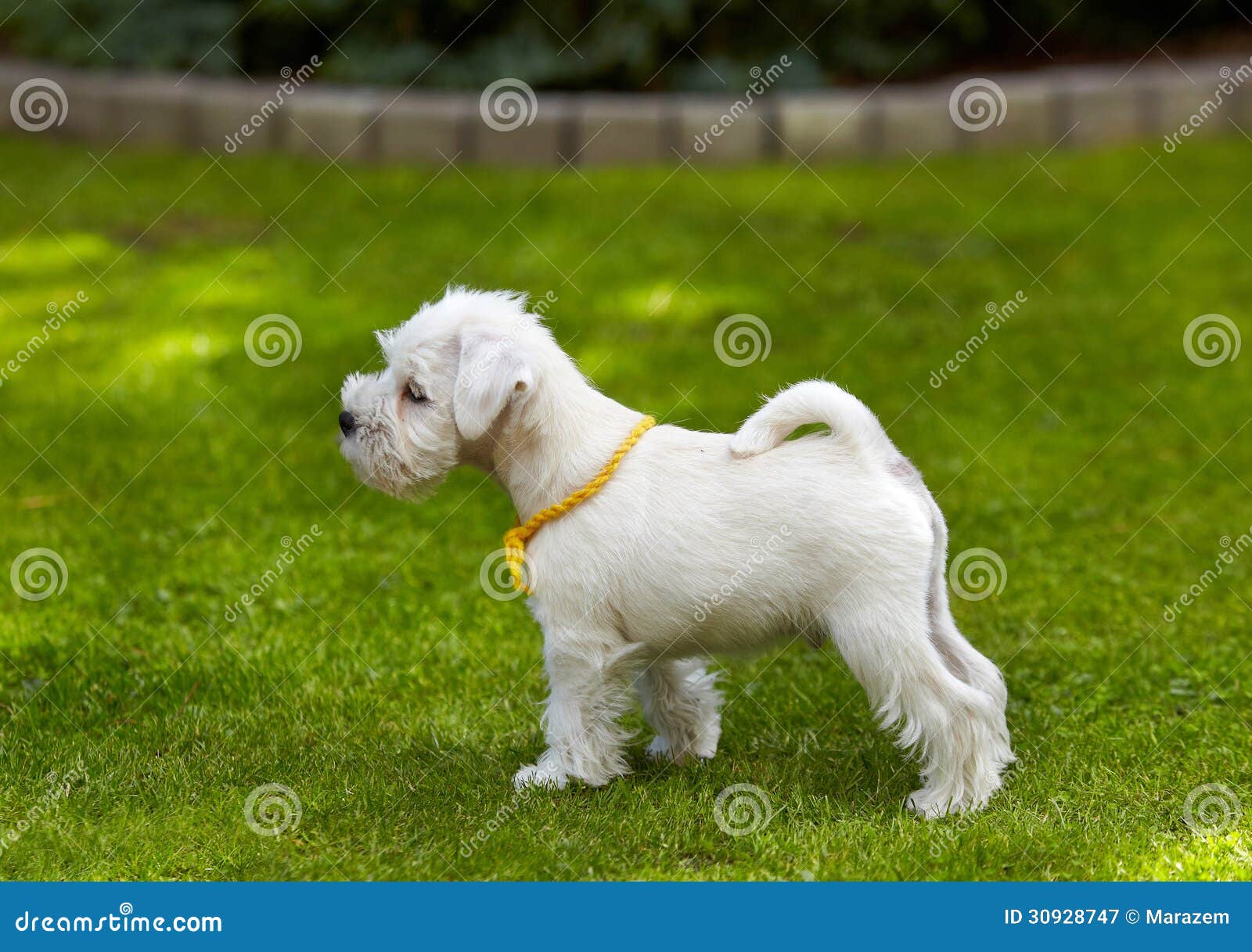 White Miniature Schnauzer Puppy Stock Image Image Of Mini Face 30928747