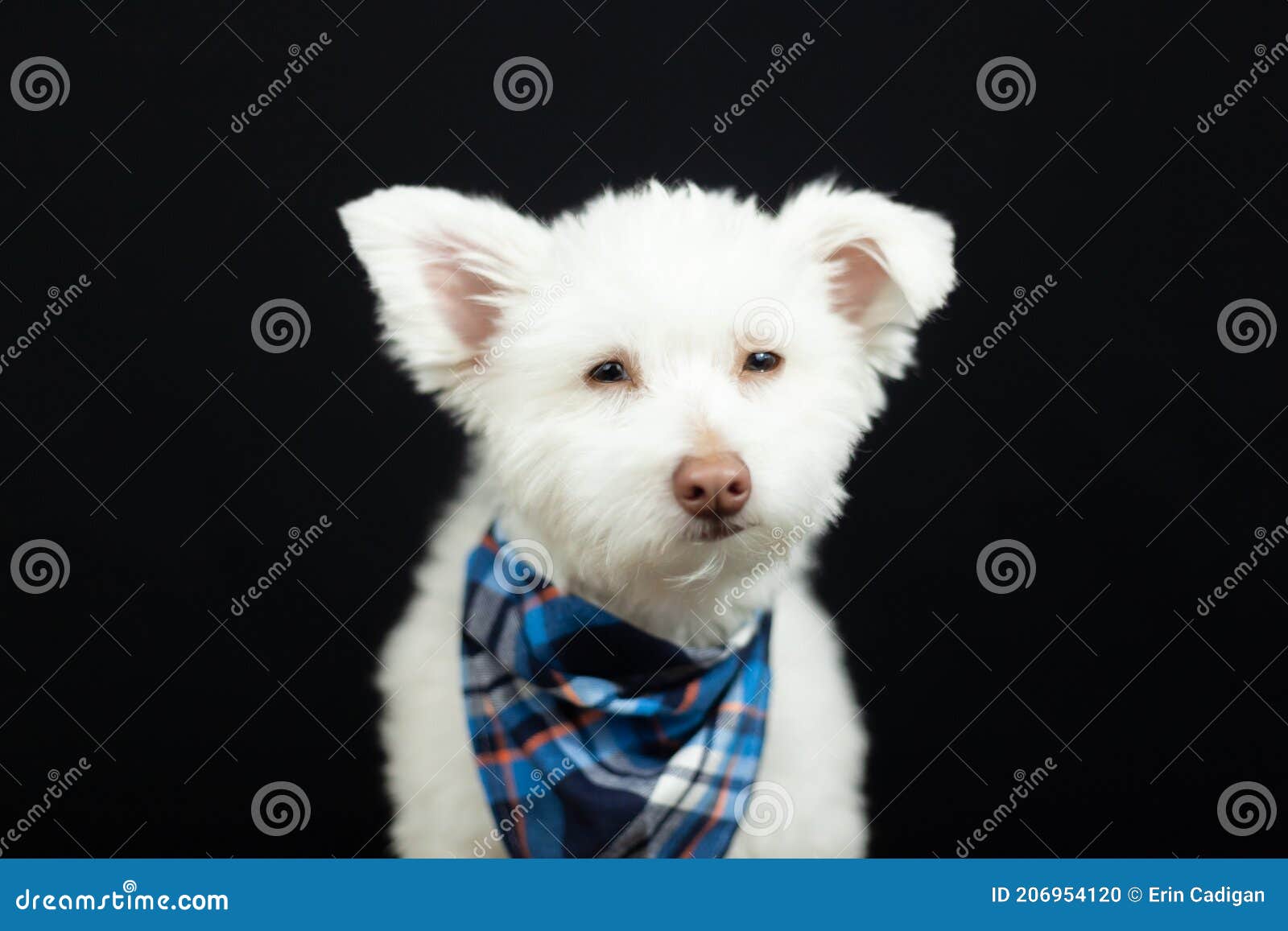 107 Black Japanese Spitz Photos Free Royalty Free Stock Photos From Dreamstime