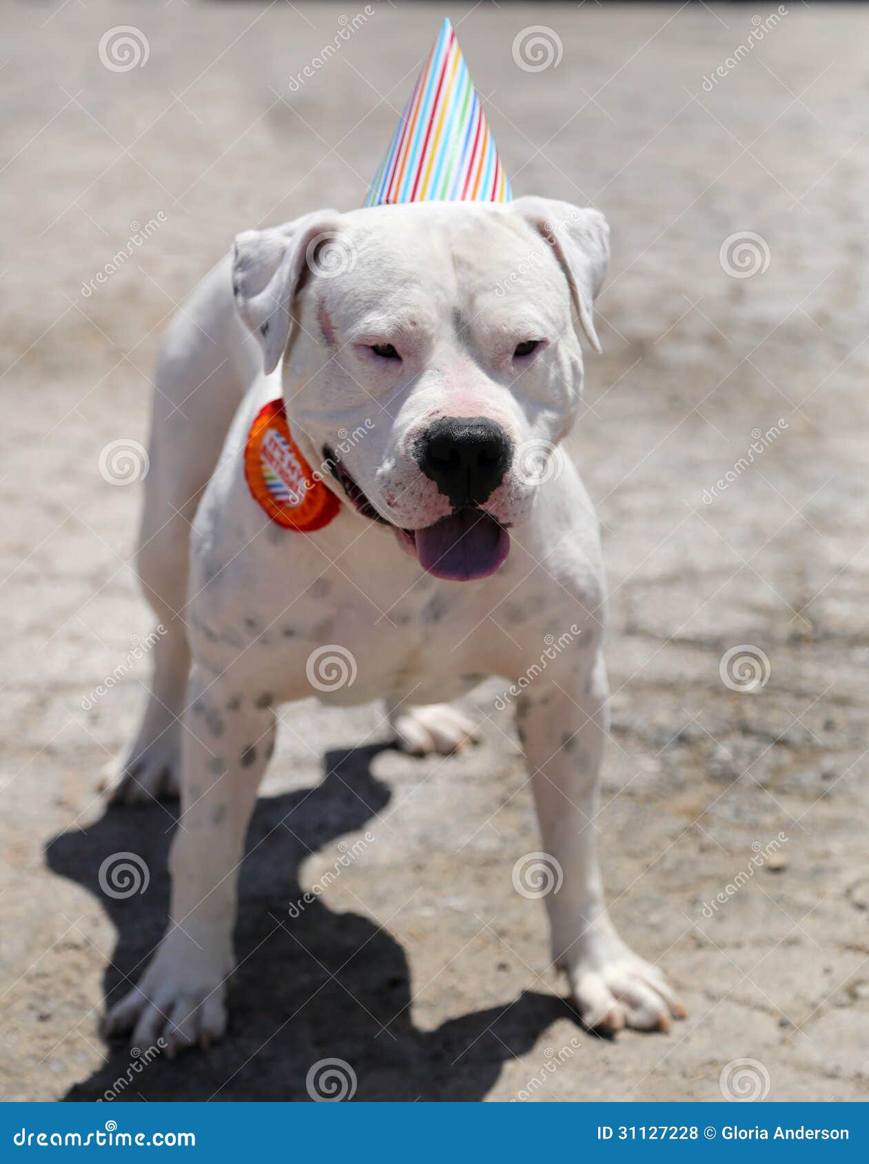pitbull mutt pitbull mutt