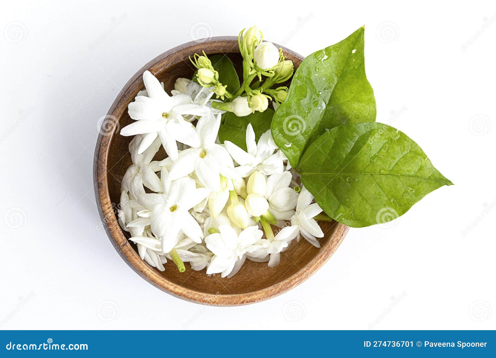 White Mogra or Arabian Jasmine or Jasminum Sambac Flower Buds on