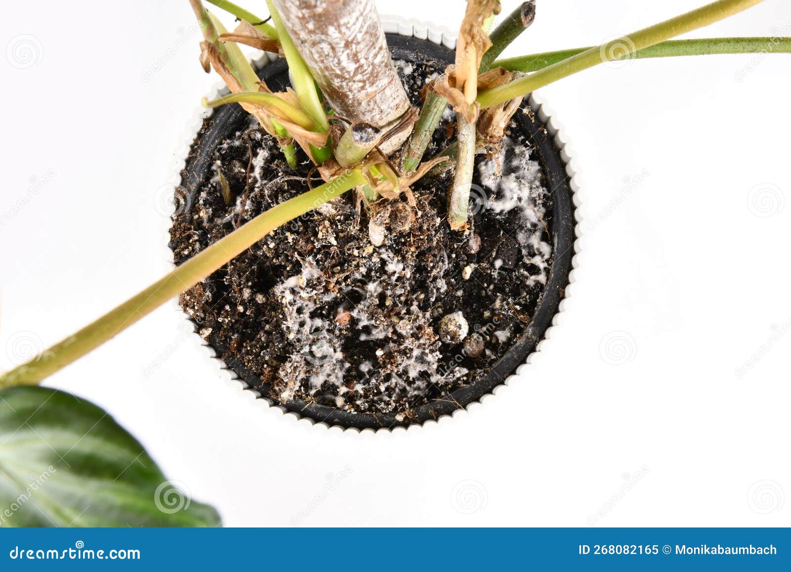 White Mold in Houseplant Soil Stock Image Image of problem, growing